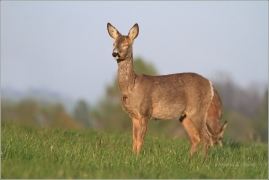 <p>SRNEC OBECNÝ (Capreolus capreolus) Šluknovsko - Jiříkov (European roe deer / Europäisches Reh</p>